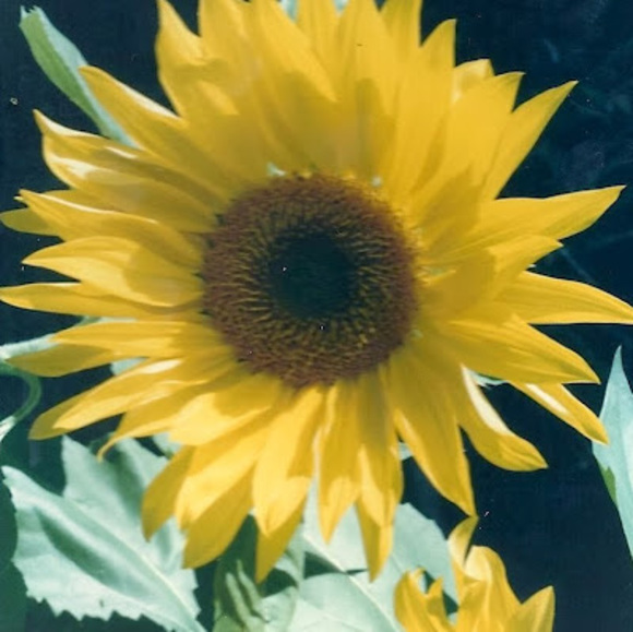 Meet your Posher, Carlyn - Picture 1 of 1